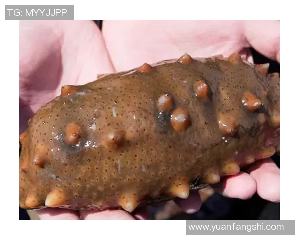 海参哥究竟是谁揭开这位足球明星的神秘面纱