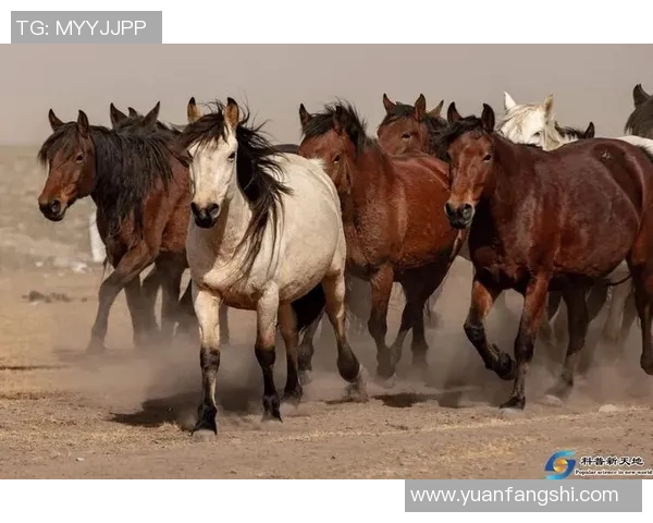 胶州足球明星的璀璨星光与他们的传奇故事揭秘